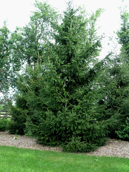 Picea abies (Norway Spruce)